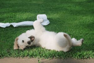 How Often Should You Pick Up Dog Poop?